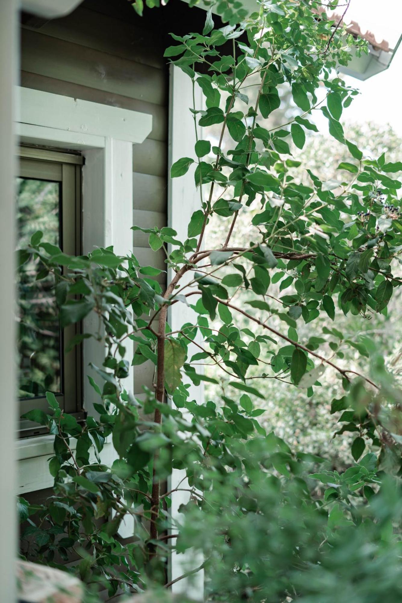 Villa Live In The Woods Mikhmannim Exterior foto